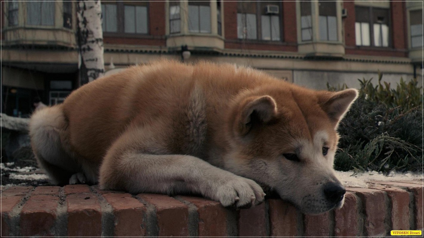 Hachiko Tarina uskollisuudesta Elokuvat DVD BluRay TVsarja osto